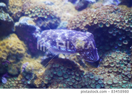 美麗的魷魚Kobushime 83458980