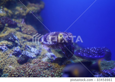 美麗的魷魚Kobushime 83458981