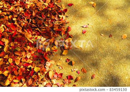 Akabane Sakuratsutsumi A landscape of autumn leaves of cherry trees in the green area (Kita-ku, Tokyo) Akabane Sakuratsutsumi A landscape of autumn leaves of cherry trees in the green area (Kita-ku, Tokyo) 83459130