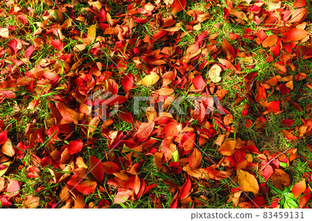Akabane Sakuratsutsumi A landscape of autumn leaves of cherry trees in the green area (Kita-ku, Tokyo) Akabane Sakuratsutsumi A landscape of autumn leaves of cherry trees in the green area (Kita-ku, Tokyo) 83459131