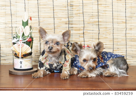 Two Yorkshire terriers sitting with Kadomatsu Two Yorkshire terriers sitting with Kadomatsu 83459259