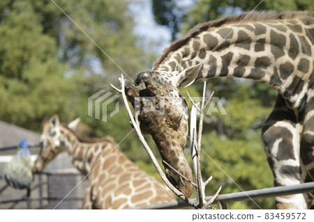 Omuta City Zoo, Giraffe with a face 83459572