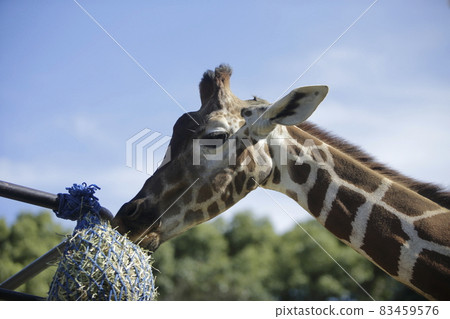 Omuta City Zoo Giraffe Meal, Omuta City Zoo Giraffe Meal, 83459576