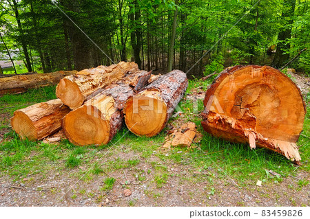 Felled tree trunks on the ground. Deforestation. Felled tree trunks on the ground. Deforestation. 83459826