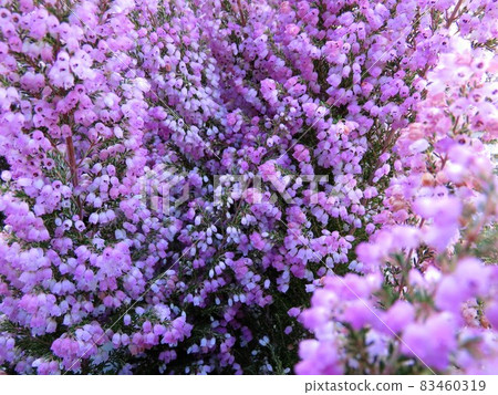 Erika Melansera 83460319