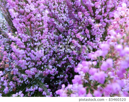 Erika Melansera Erika Melansera 83460320