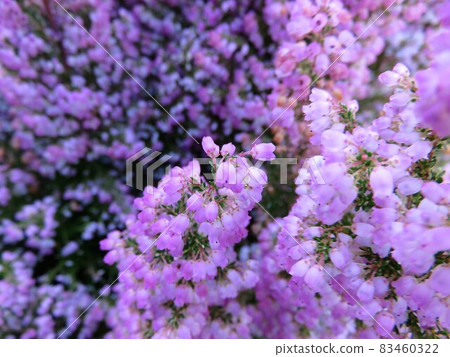 Erika Melansera Erika Melansera 83460322