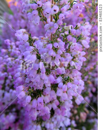 Erika Melansera 83460323