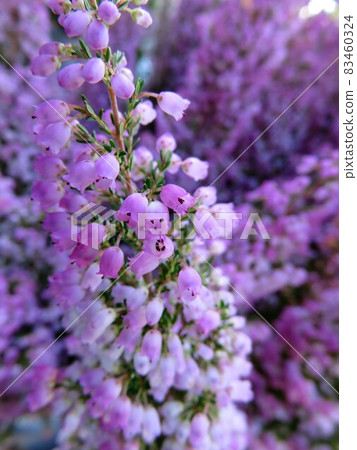 Erika Melansera 83460324