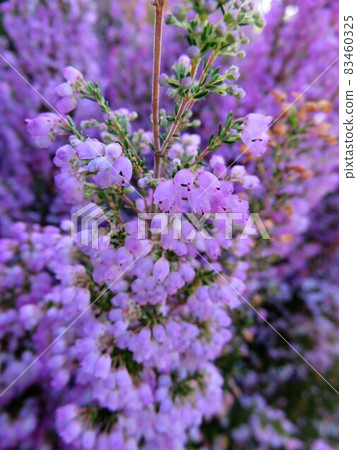 Erika Melansera 83460325