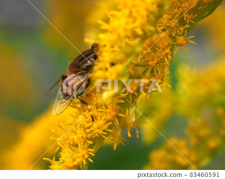 Solidago altissima buried in Solidago altissima 83460591