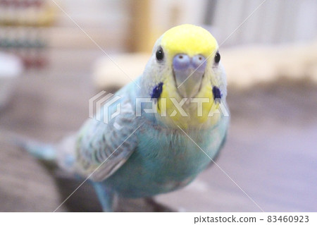 Budgerigar deciding a pose looking at the camera 83460923