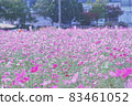 Kameoka City Yume Cosmos Garden 83461052