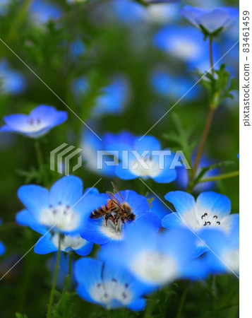 Nemophila和蜜蜂 Nemophila和蜜蜂 83461459