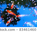 池塘和鯉魚 83461460