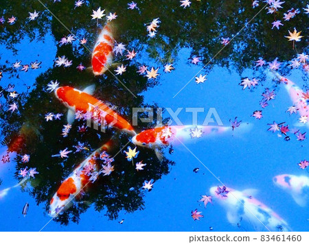 池塘和鯉魚 池塘和鯉魚 83461460