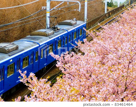 春天的櫻花和火車 春天的櫻花和火車 83461464