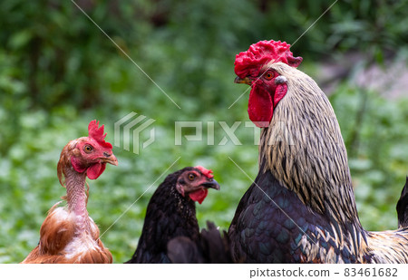 Rooster and chickens walk on grass in courtyard of house Rooster and chickens walk on grass in courtyard of house 83461682