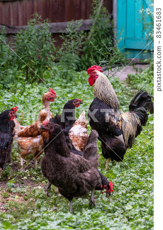 Rooster and chickens walk on grass in courtyard of house in summer 83461683