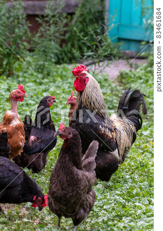 Rooster and chickens walk on grass in courtyard of house in summer Rooster and chickens walk on grass in courtyard of house in summer 83461684