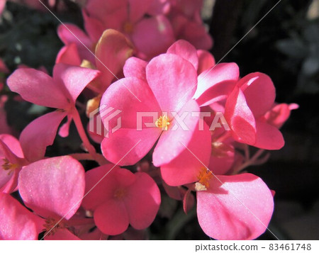 Begonia Love Me 83461748
