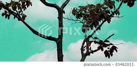 北首爾夢幻森林藍天光禿的秋樹後 北首爾夢幻森林藍天光禿的秋樹後 83462011