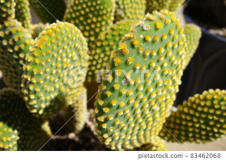 Cacti potted plant 83462068