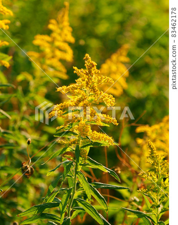 黃花 黃花 83462178