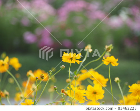 Yellow flower cosmos Yellow flower cosmos 83462223