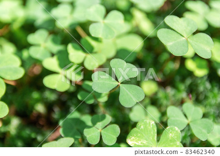 background green shamrock nature background, fresh green juicy color, shamrock plant 83462340