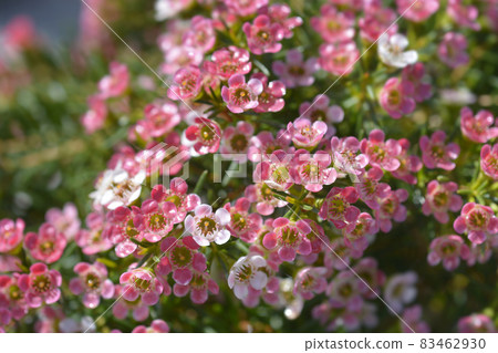 Geraldton wax flower 83462930