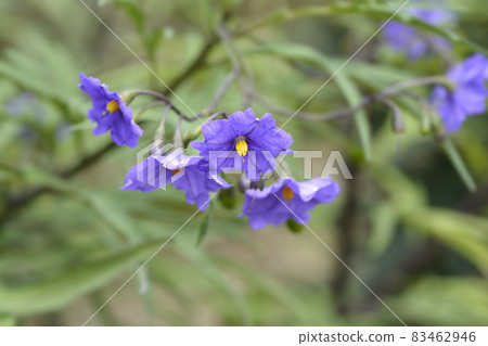 Kangaroo apple 83462946