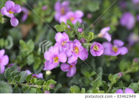 Ornamental bacopa Ornamental bacopa 83462949