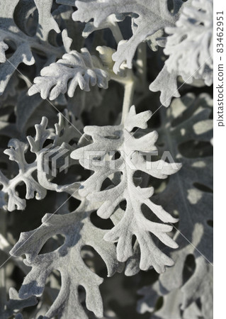 Silver ragwort Silver ragwort 83462951