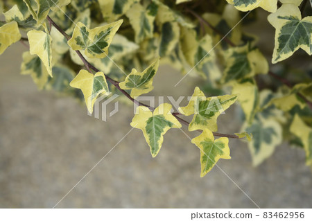 English Ivy Tricolour English Ivy Tricolour 83462956