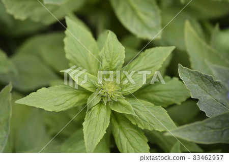 Great blue lobelia 83462957