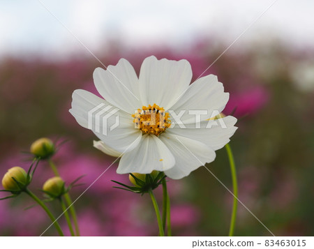 白色宇宙升起 83463015