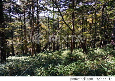 Promenade of Otagichihara 83463212