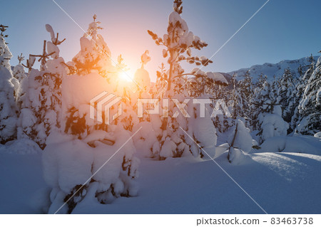 winter sunrise with fresh snow covered forest and mountains 83463738