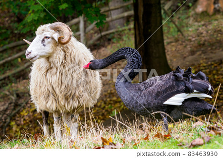 Black swan attacks the wallachian sheep Black swan attacks the wallachian sheep 83463930