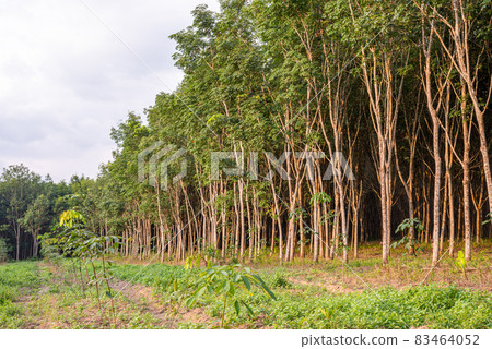 Rubber tree, Latex rubber, Plantation and tree rubber Rubber tree, Latex rubber, Plantation and tree rubber 83464052