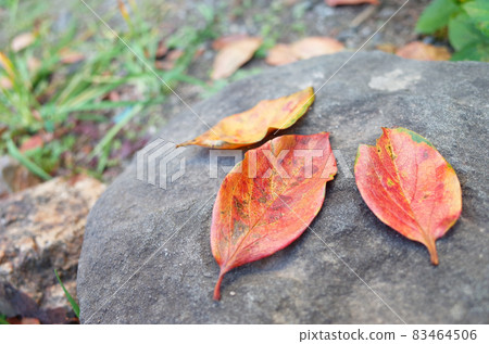 3 persimmon leaves on the stone 83464506