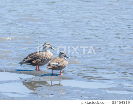 斑嘴鴨6對 83464519