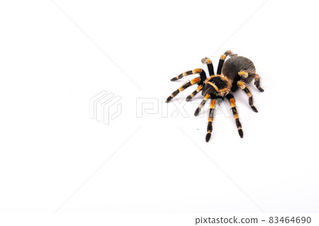 Big Spider tarantula crawling. Halloween concept. Closeup of a big scary spider brachypelma smithi. Big Spider tarantula crawling. Halloween concept. Closeup of a big scary spider brachypelma smithi. 83464690
