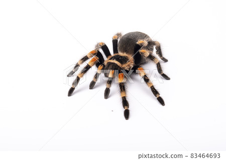 Spider Tarantula top view. Horror scary spider on white background. Halloween symbols. Human fear of arachnophobia. Spider Tarantula top view. Horror scary spider on white background. Halloween symbols. Human fear of arachnophobia. 83464693