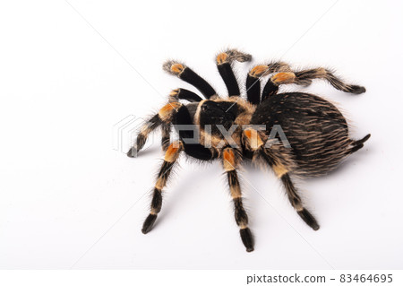 Spider Tarantula brachypelma smithi on white background. Halloween symbols. Human fear of arachnophobia. Crawling spider macro. Spider Tarantula brachypelma smithi on white background. Halloween symbols. Human fear of arachnophobia. Crawling spider macro. 83464695