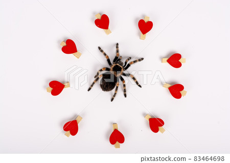 Mexican redknee tarantula female spider. Spider Tarantula brachypelma smithi on white background. Valentine's Day concept. Mexican redknee tarantula female spider. Spider Tarantula brachypelma smithi on white background. Valentine's Day concept. 83464698