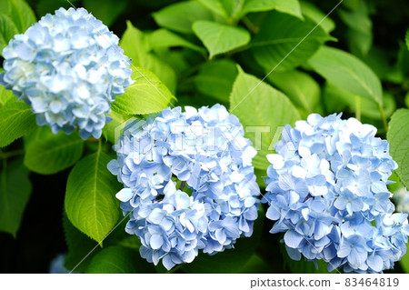 藍色繡球花 藍色繡球花 83464819