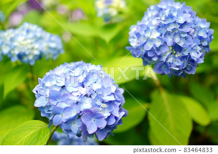 Blue hydrangea Blue hydrangea 83464833