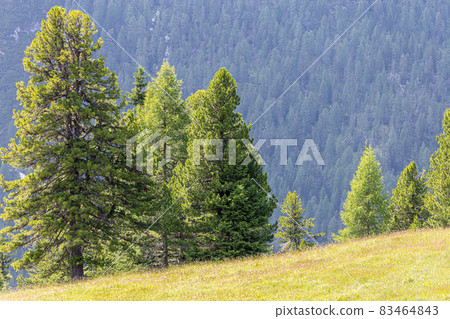 View of the pines 83464843
